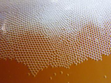Fermentation bubbles in a demijohn