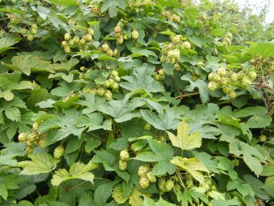 Wild hops growing at Upper Sheringham, Norfolk