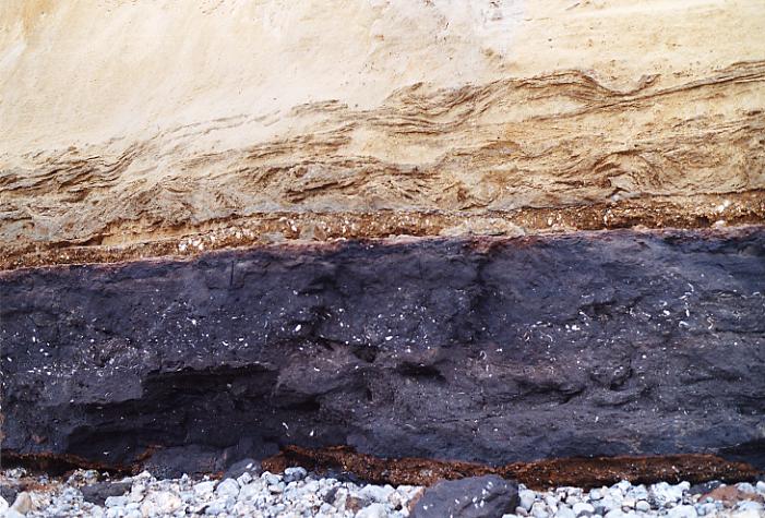 Dark organic silt of the West Runton Freshwater Bed