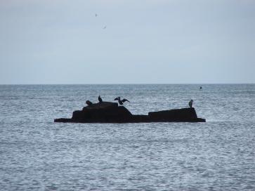 St George's Rock seen from the shore, with a cormorant drying its wings
