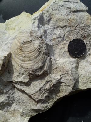 Bivalve Sphenoceramus (Inoceramus) lingua from Wells Chalk Pit