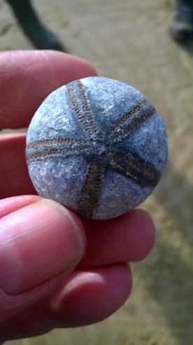 Fossil sea urchin Galerites hemisphaericus from East Runton