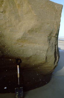 The basal till at Trimingham; a tough sandy boulderclay with conspicuous 	clasts of 			chalk, flint, erratics, wood and cockle shell that resists the advances of the North Sea.