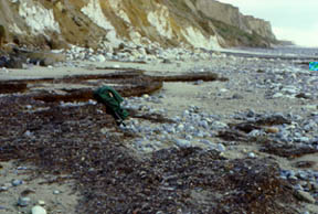 The beach below Wood Hill, with clays and iron-bound gravels of the Pastonian stage below glacial rafts of Chalk and till