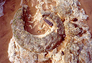 Rare flint ammonite at Sheringham