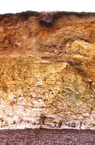 Weybourne Chalk cliff