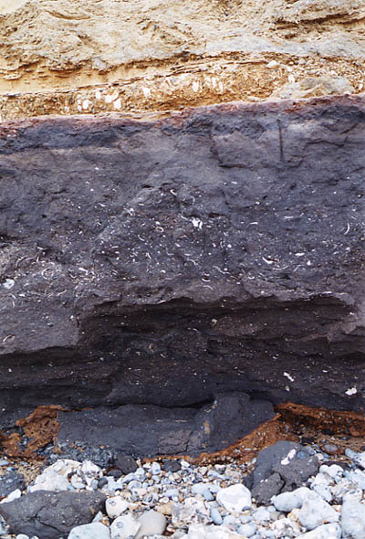 Rich organic sediments of the West Runton Freshwater Bed