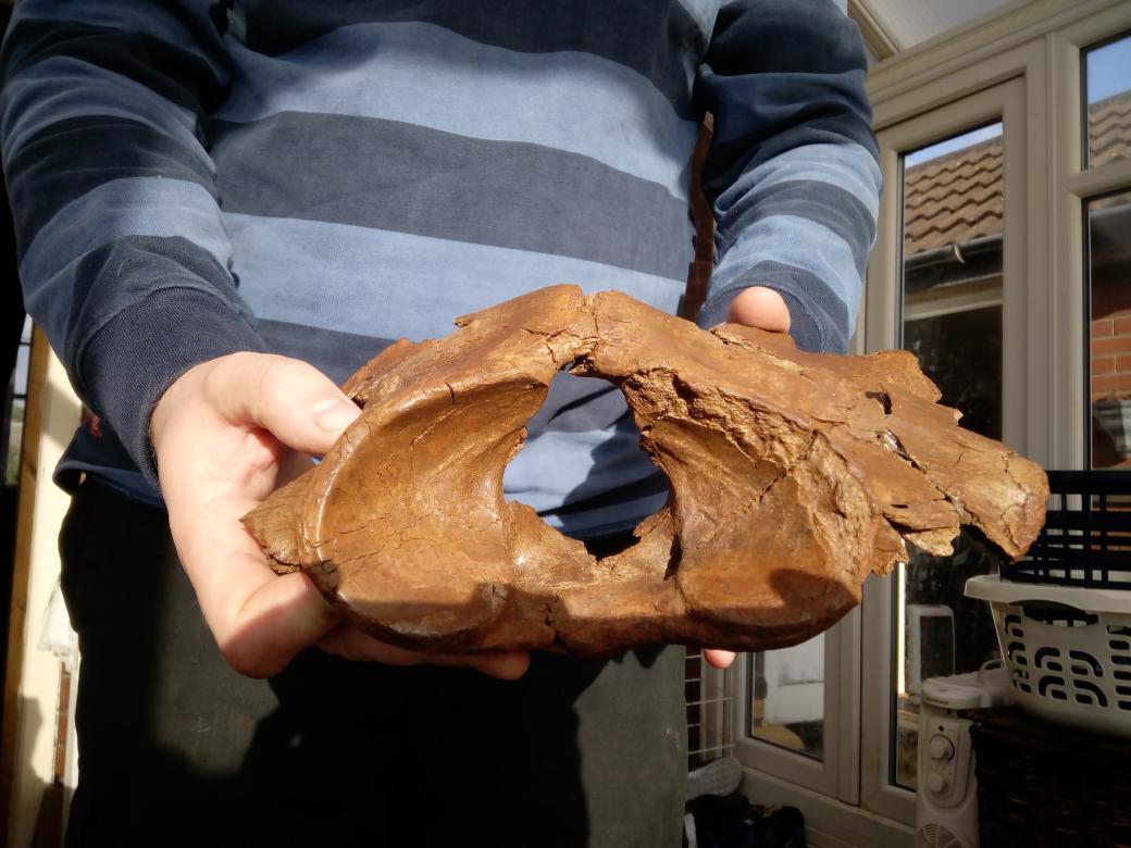 Fossil atlas bone of a rhinoceros