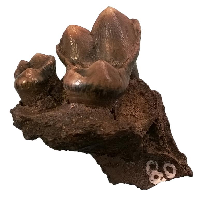 Fossil teeth of a wild dog