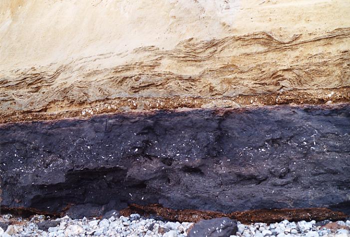 Dark organic silt of the West Runton Freshwater Bed