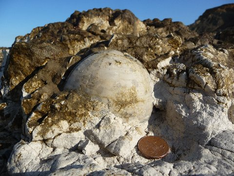 Chalk echinoid Echincorys scutata in situ
