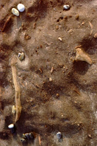 Peat deposits at Weybourne
