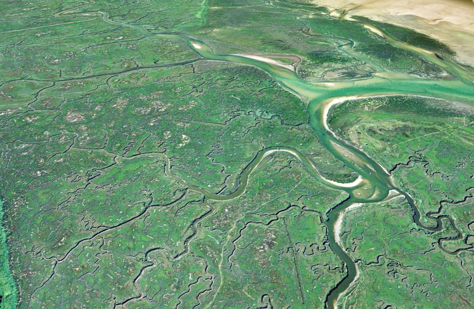 Meandering tidal channels in a saltmarsh
