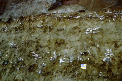 Unio shells in situ