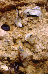 Detail of disturbed Weybourne Chalk. Note the sheared flints in situ.