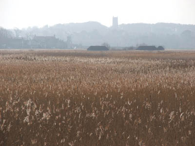Reed beds at Cley