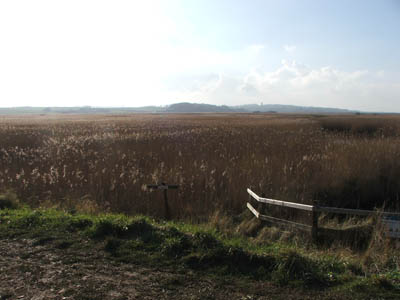 Reed beds at Cley